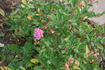 Schöne von Holstein rose photo