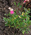 Schöne von Holstein rose photo