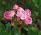 Königin Wilhelmine rose photo