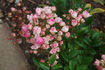 Königin Wilhelmine rose photo