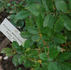 Königin Wilhelmine rose photo