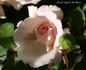 Smooth Angel rose photo