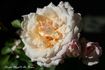 Smooth Angel rose photo