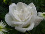Marguerite Guillard rose photo
