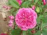 Glòria De Sant Just rose photo