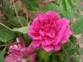 Glòria De Sant Just rose photo
