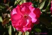 Neon Lights rose photo