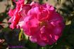 Neon Lights rose photo
