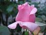 Heriflor rose photo