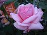 Heriflor rose photo