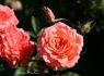 Angela Rippon ® rose photo
