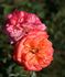 Angela Rippon ® rose photo