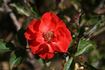 Cricket ™ rose photo