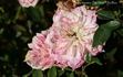 Bambino rose photo