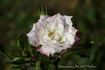 Bambino rose photo