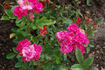 Rosa Sport von Fireball rose photo