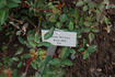 Elise Kreis rose photo