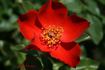 Playtime ™ rose photo