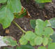 Andenken an Alma de l'Aigle rose photo