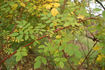 <i>Rosa</i> x <i>wintoniensis</i> Hillier rose photo