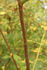 <i>Rosa</i> x <i>wintoniensis</i> Hillier rose photo