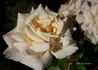 Smooth Angel rose photo