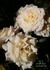 Smooth Angel rose photo