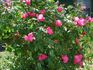 Beauty of Glenhurst rose photo