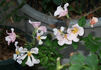 Barbara's Apricot Musk rose photo