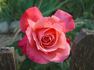 Maggie Barry rose photo