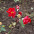 Berlin rose photo