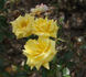 Dr. Faust rose photo