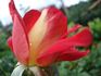 Acadia rose photo