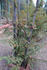 <i>Rosa omeiensis</i> f. <i>chrysocarpa</i> Rehder rose photo