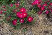 Hannah Ruby ™ rose photo