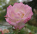 Bergers Morgenröte rose photo