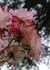 Bergers Morgenröte rose photo