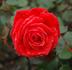 Blickfang rose photo