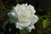 Mary Lovett rose photo