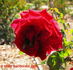 Avoca rose photo