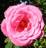 Friendship rose photo