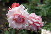 Poesie rose photo