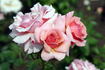 Poesie rose photo