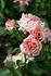 Poesie rose photo