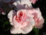 Nirvana ® rose photo