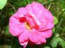 Aliénor d'Aquitaine rose photo