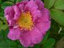 Aliénor d'Aquitaine rose photo