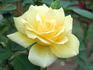 Aunt Gerry rose photo