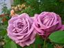 Baltik rose photo