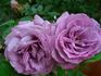 Baltik rose photo